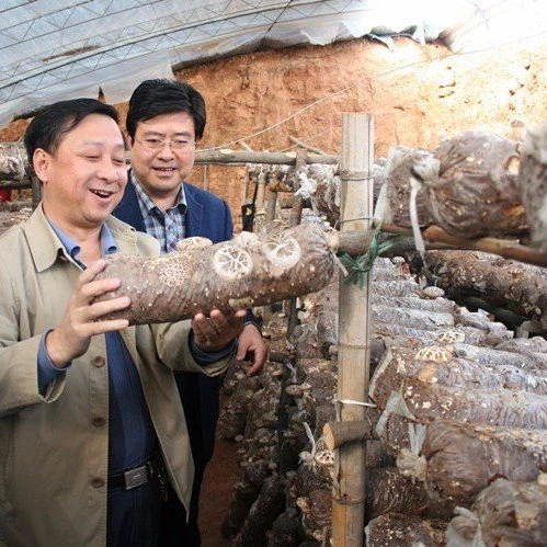Automatic mushroom bagging plant (3)